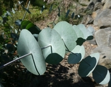 Eucalyptus perriniana