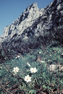 Pulsatilla alpina ssp. alpina