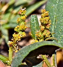 Chenopodium macrospermum