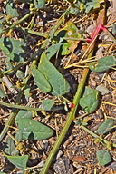 Chenopodium macrospermum
