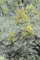 Phoradendron villosum ssp. coryae