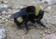 Crotch's Bumblebee