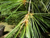 Chinese White Pine