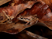 Eleutherodactylus casparii
