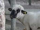 Ovis aries