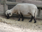 Ovis aries