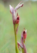Serapias parviflora