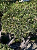 Pinus mugho