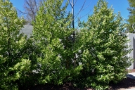 Prunus caroliniana