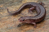 Great Balsams Mountain Dusky Salamander