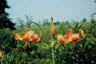 Lilium michiganense