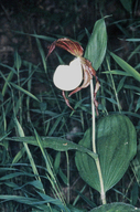 Cypripedium kentuckiense