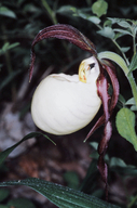Cypripedium kentuckiense