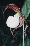 Cypripedium kentuckiense