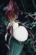 Cypripedium kentuckiense