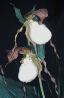 Cypripedium kentuckiense