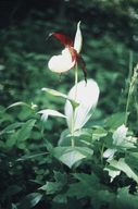 Cypripedium kentuckiense