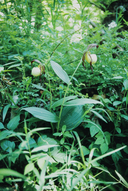 Cypripedium kentuckiense