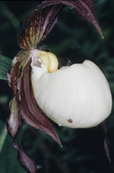 Cypripedium kentuckiense