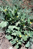 Wyethia ovata