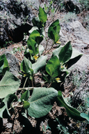 Wyethia ovata