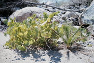 Desert Fan Palm