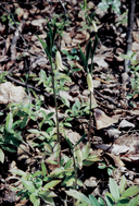 Uvularia pudica