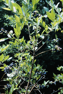 Vaccinium corymbosum