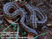 Steppe Rat Snake