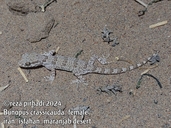 Bunopus crassicauda