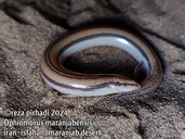 Maranjab’s Snake Skink 