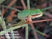 Hyla savignyi