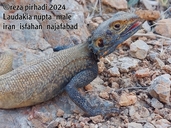 Laudakia nupta