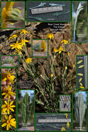 Sierra Common Woolly Sunflower