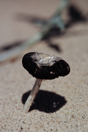 Gasteroid Coprinus