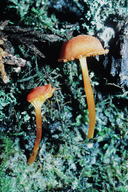 Hygrocybe coccinea