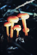 Hygrocybe coccinea