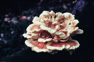 Chicken of The Woods