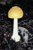 Amanita flavorubescens