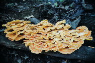 Jack-o'-lantern Mushroom