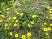 Blueleaf Cinquefoil