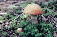 Boletus sp.