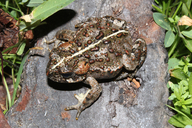 Anaxyrus boreas