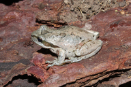 Pseudacris regilla