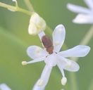 Epuraea