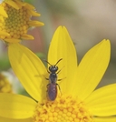 Sphecodes sp.