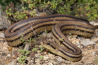 Elaphe quatuorlineata