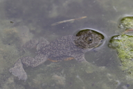 Bombina variegata