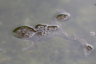 Bombina variegata