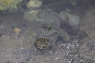 Bombina variegata